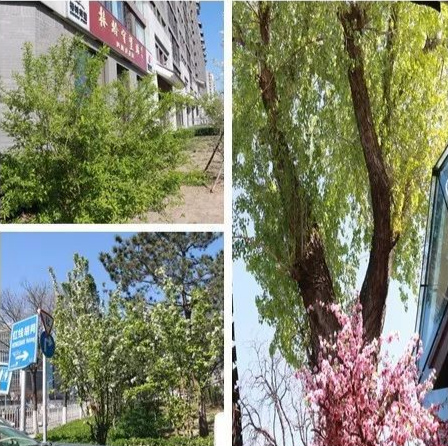 北京市西城区椿树街道国安银柏养老照料中心-晨曦养老